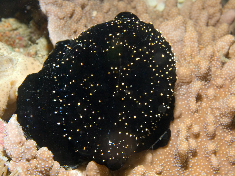 Cowrie Shell, Hin Bida